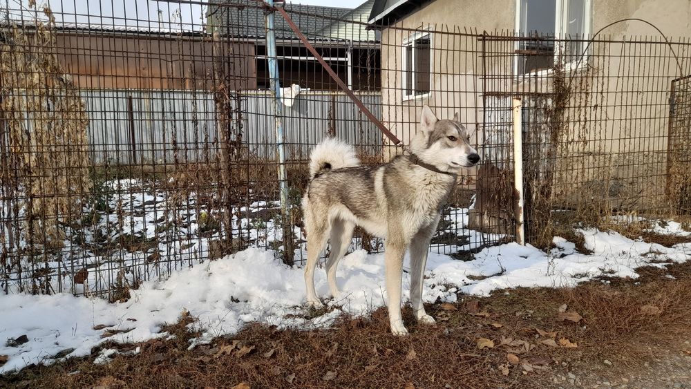 ВЯЗКА. Западно Сибирский Лайка