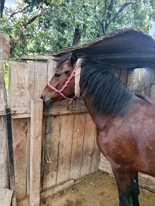 Mânză și iapă de vânzare