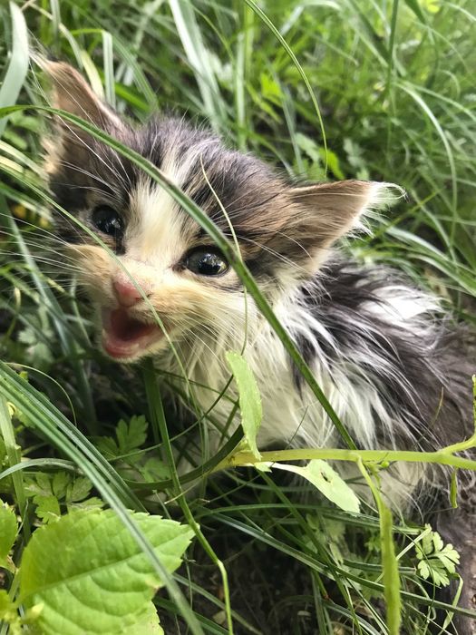 Отдам бесплатно котёнка.