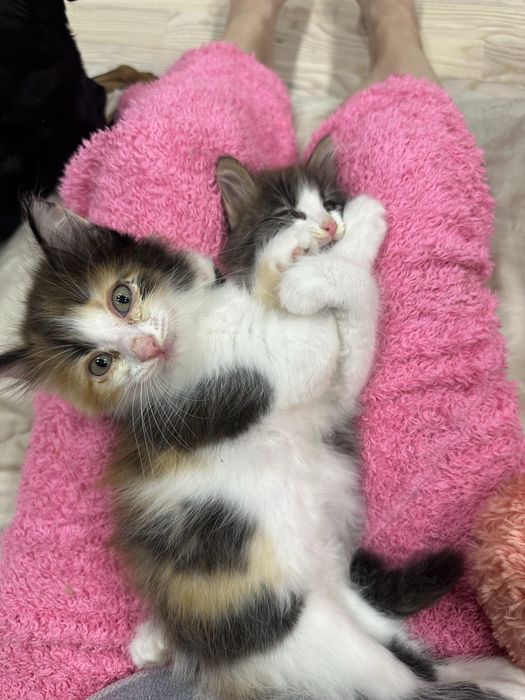 Отдам котят в хорошие руки
