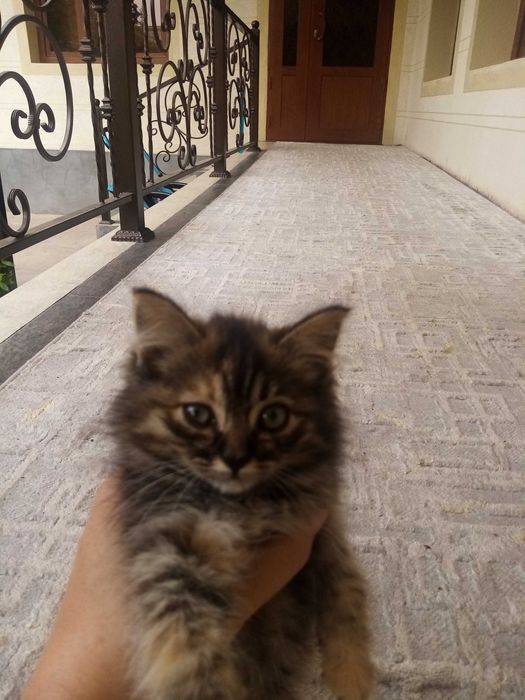 Отдам котят даром