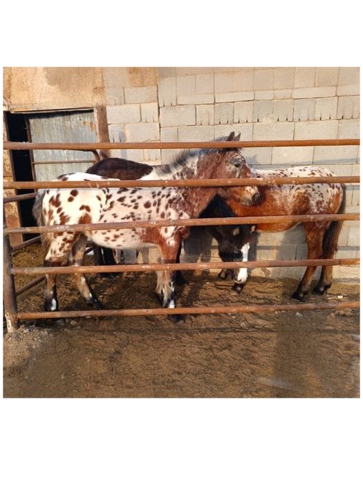 Жабагы шубар сатылады еркек