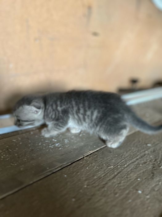 Шатланская котята девочка