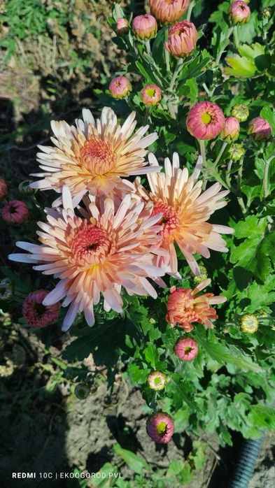 Продам хризантемы
