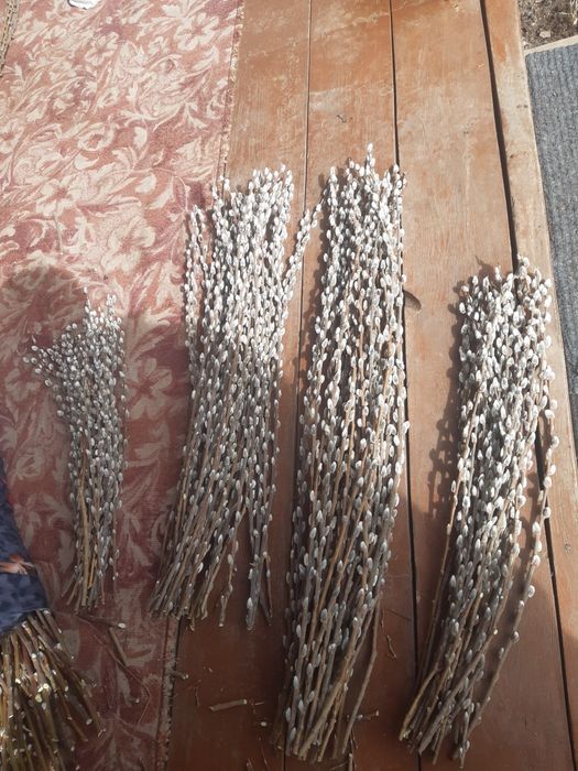 Продам вербу пушистую