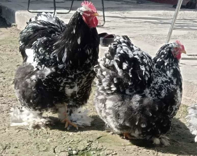 Koxinxin mramr va paliviy tuxumlari sotuvda