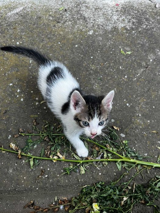 pui de pisici spre adoptie