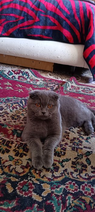Британские короткошерстные