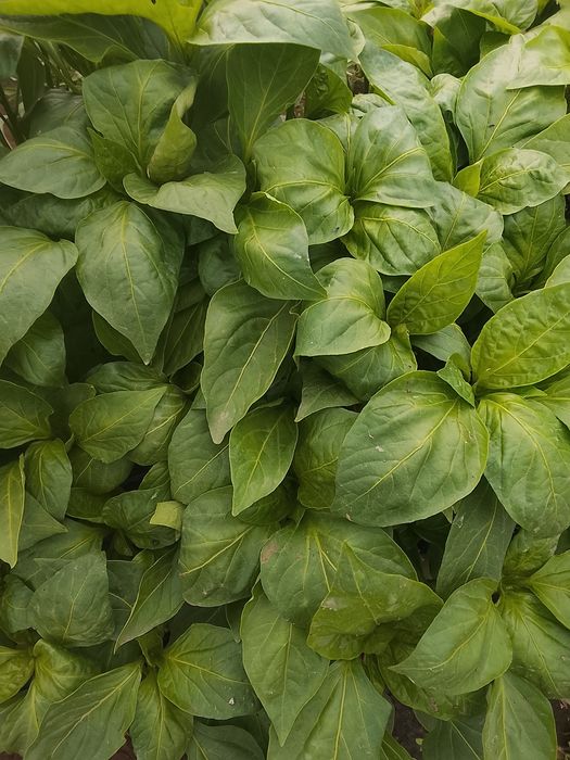 Răsaduri legume !!!