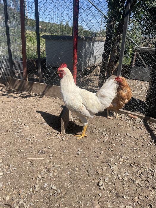 Cocosi de rasa buna