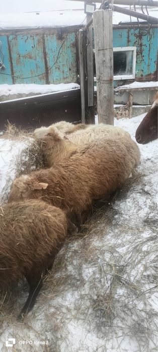 П р о д а м       О в ц ы