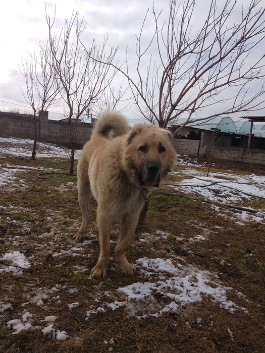 Тобет сатылады  перспективный