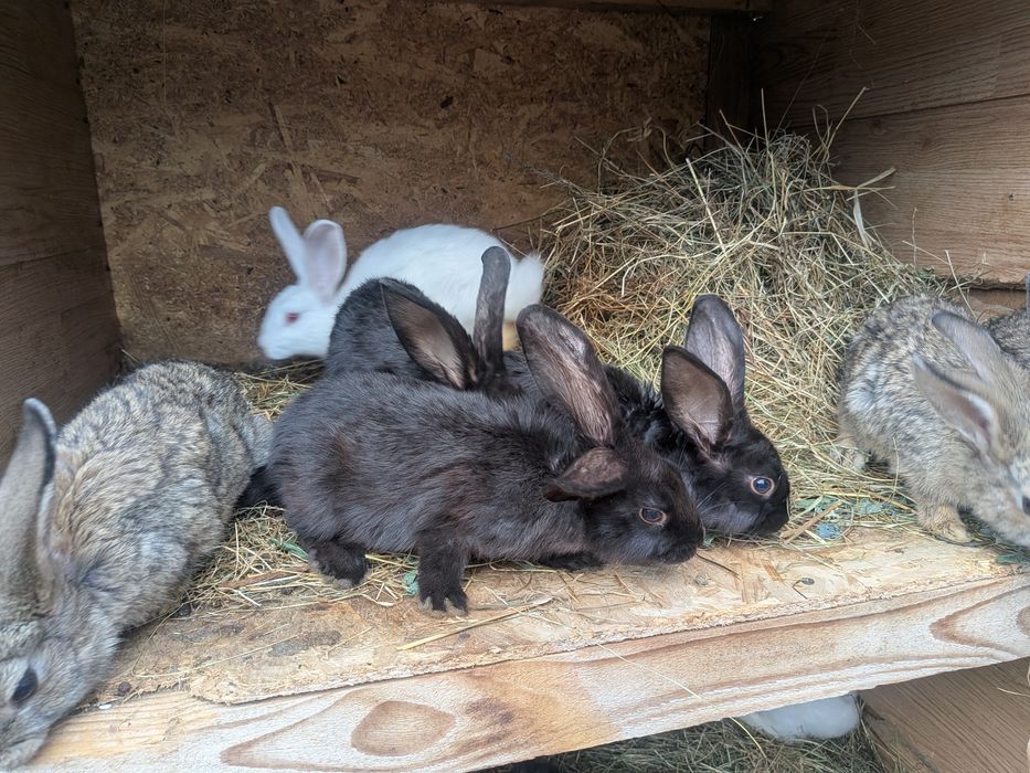 Iepurași de vânzare