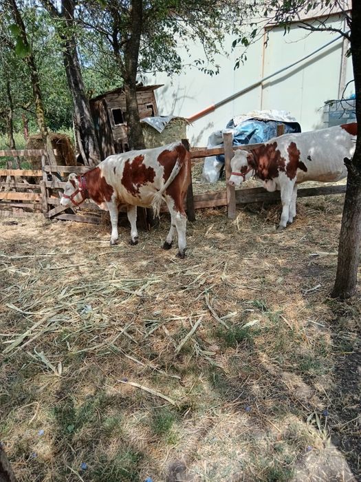 De vânzare vițele