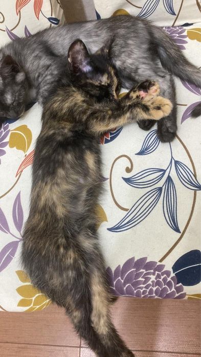 Котята ищут семью. 2.5 мес