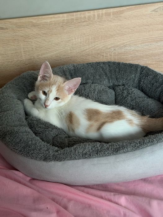 Кошка Котята Шотландка