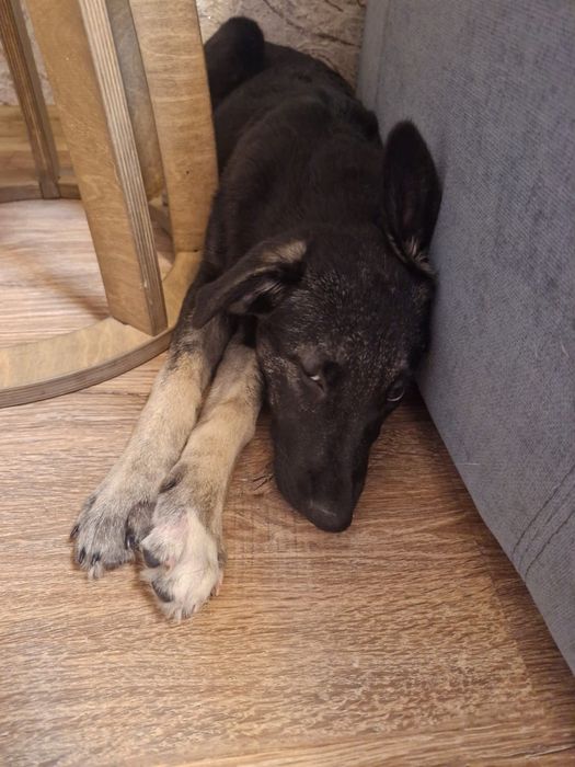 Отдам в добрые руки!!!