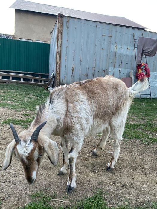 шыбыш лақ сатылады