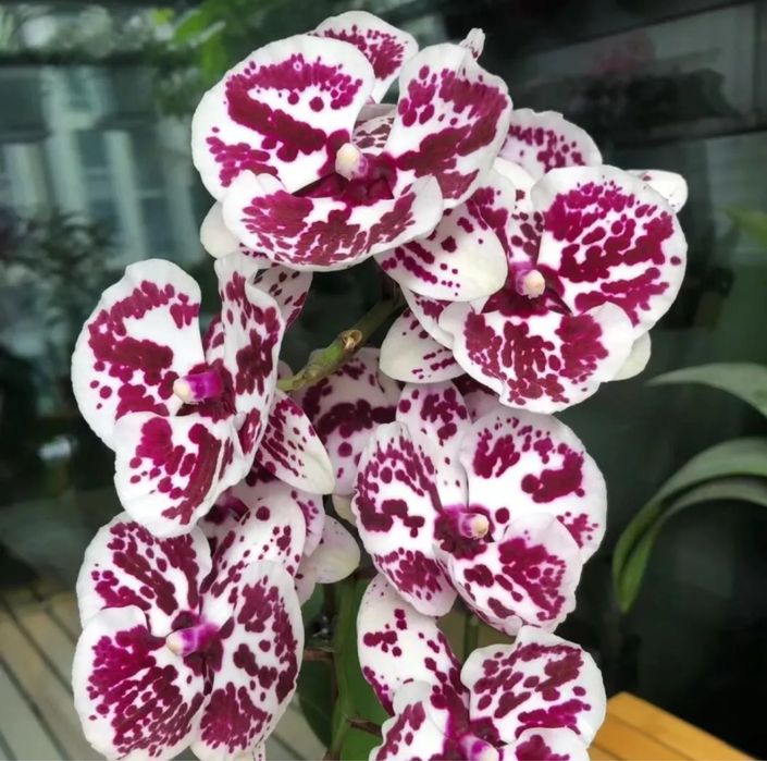 Взрослые орхидеи