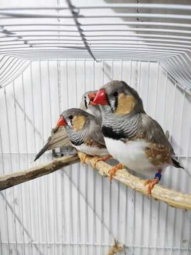 Cochinchina si zebre australiene