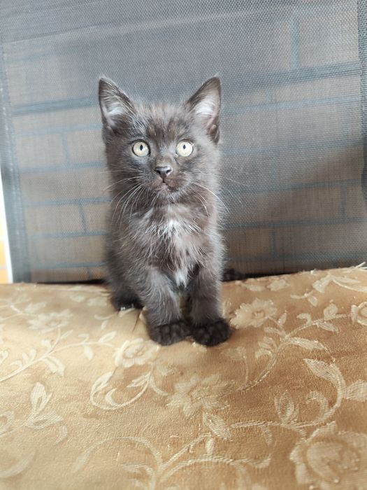 Котенок от кошки крысыловки
