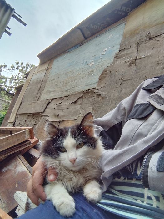 Отдам в добрые руки