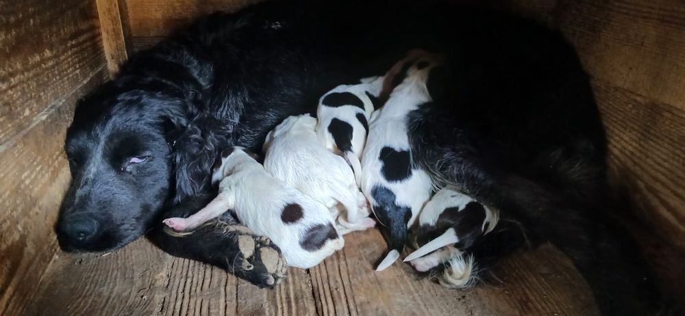 Кученца за трюфели