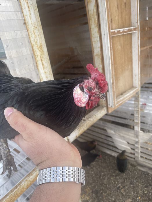 Ява петушок обмен