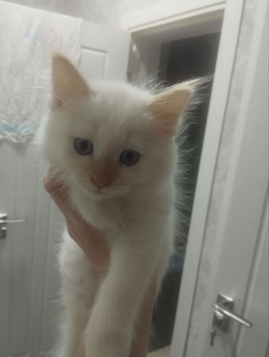 Продаются сиамские котята