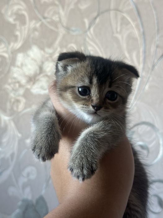 Кошки шеншеллааа
