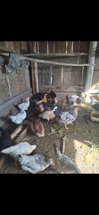 Продаются домашние куры 2000тн/шт