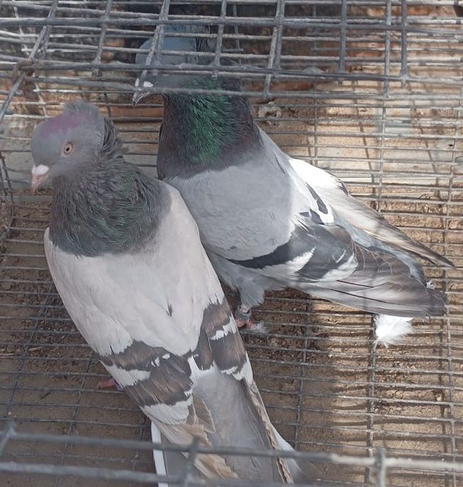 Летно игровые голуби