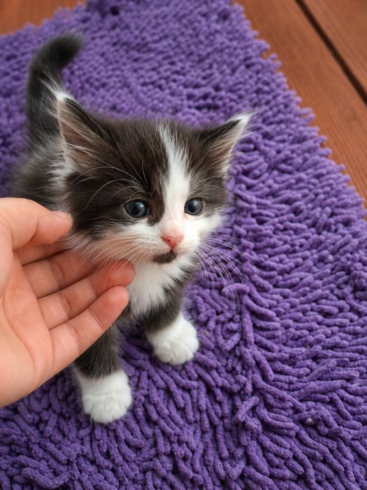 Отдам котят в добрые руки!