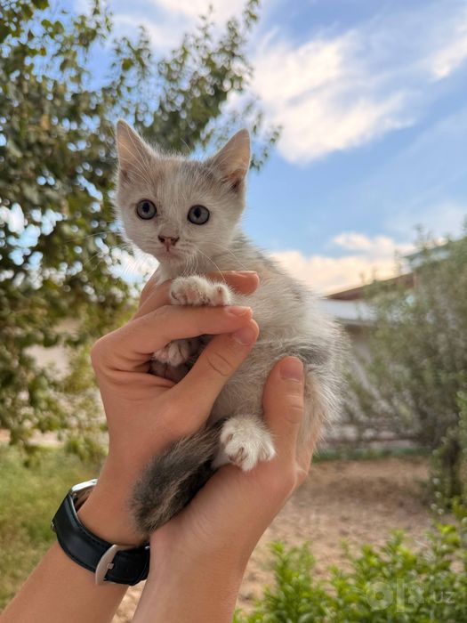 Отдам котят даром