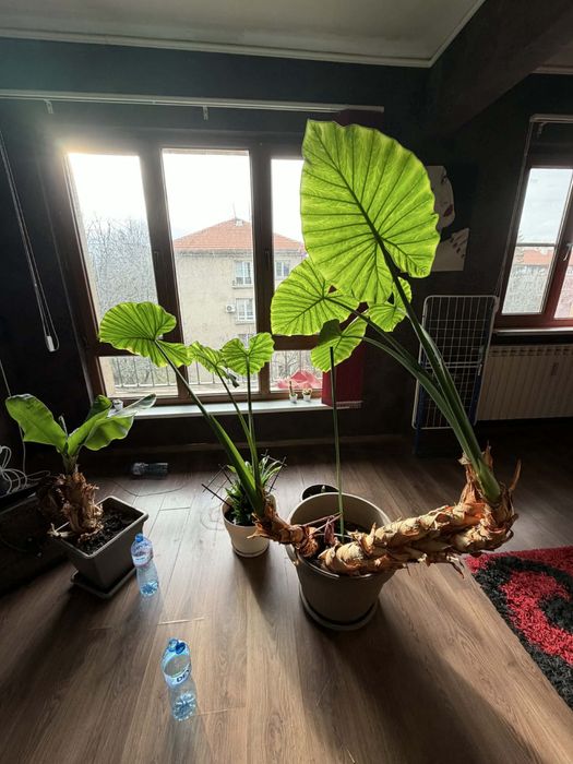 Алоказия трилистник