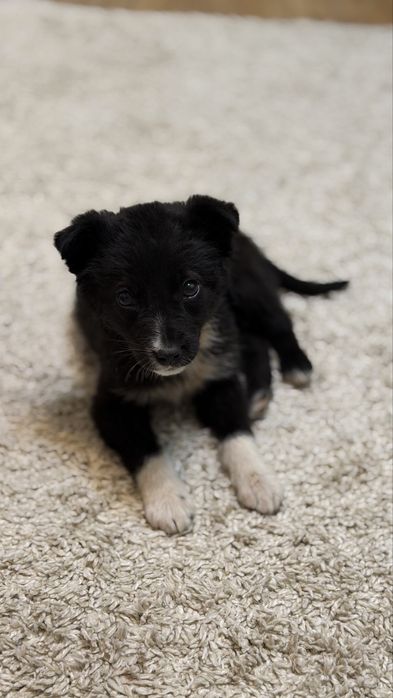 Щеночек дворняжка Девочка