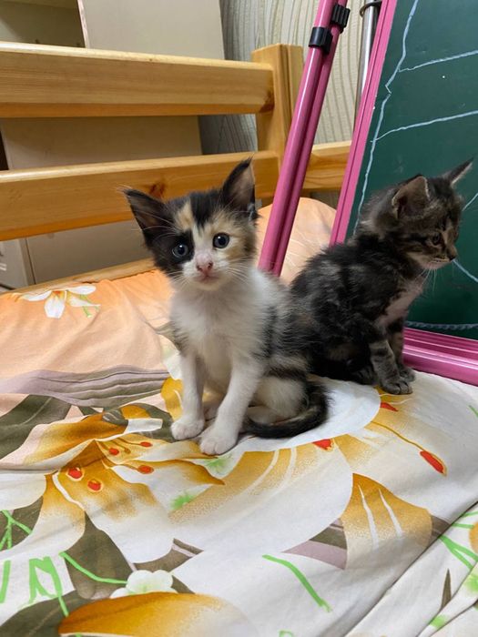 Отдам котят в добрые руки