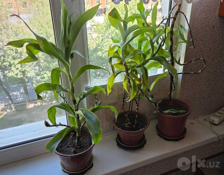 Продам комнатные растения кактусы и золотой ус