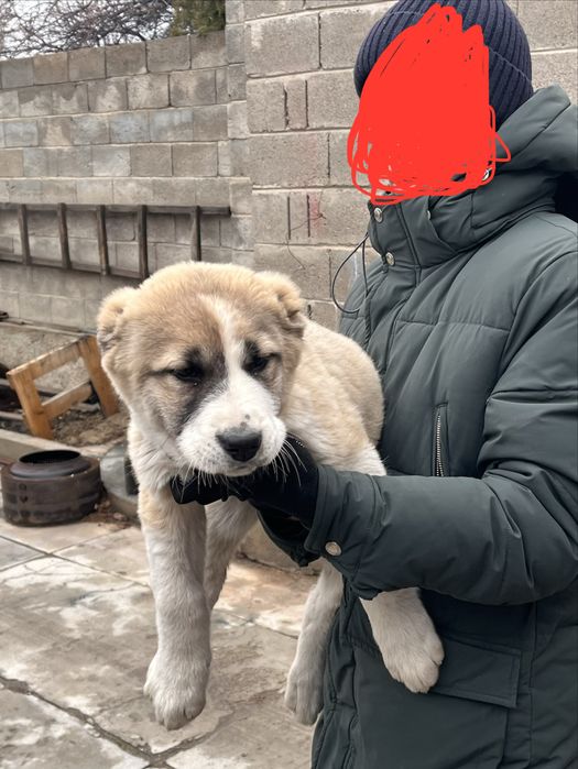 Алабай күшік сатылады