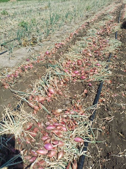 Ceapa rosie tropea rossa lunga