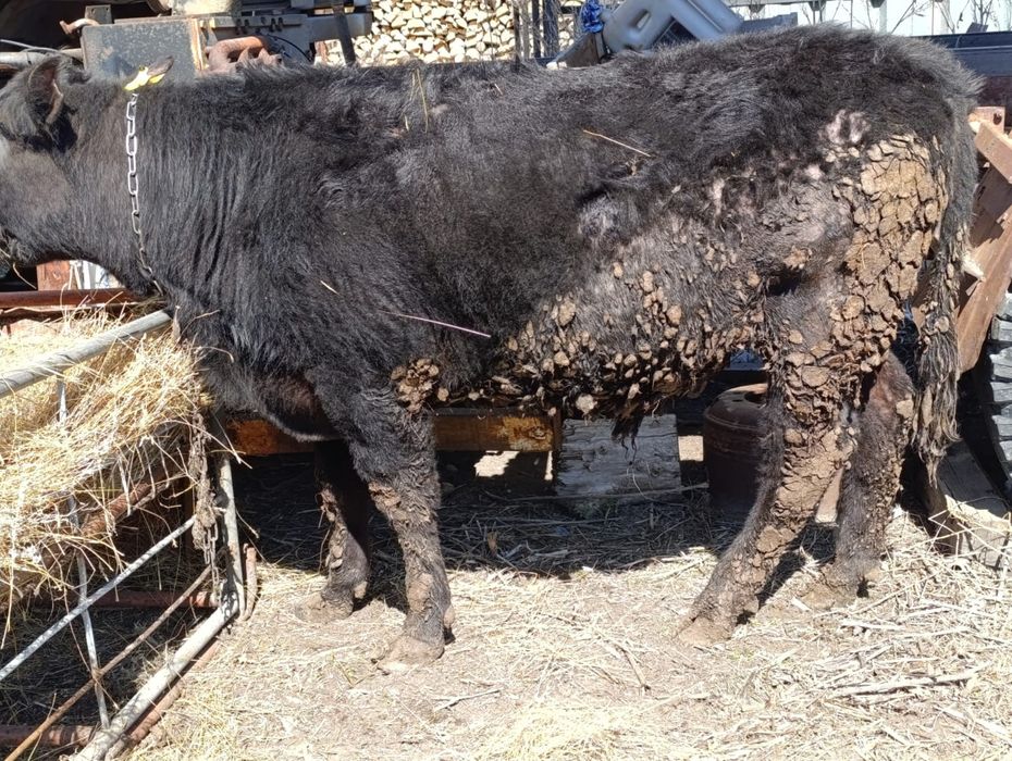 Продам быка Ангус