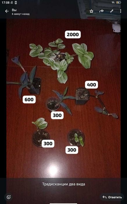 Комнатные цветы и отростки