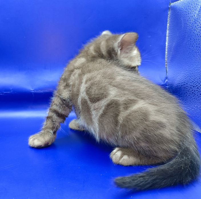 Снежный бенгальский котик