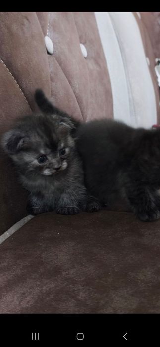 Britanskiy qulogʻi yotgan mushukchalar