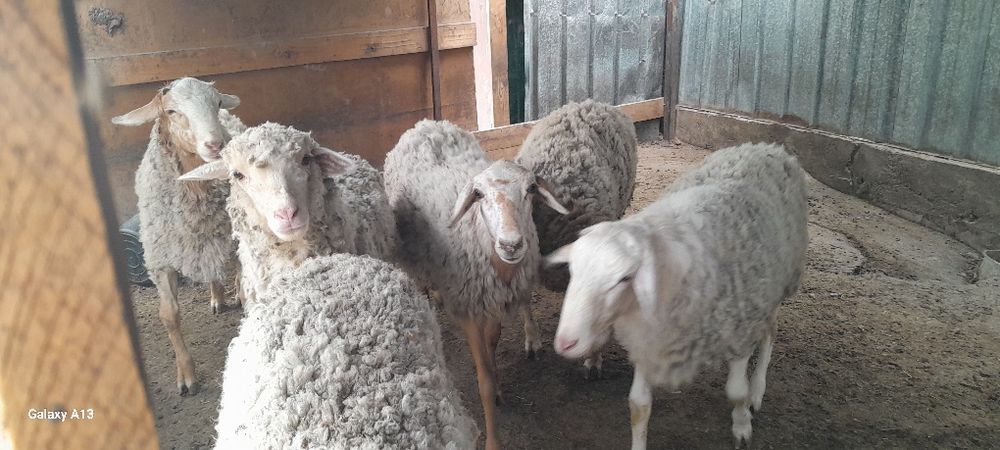 Продам хороших баранов