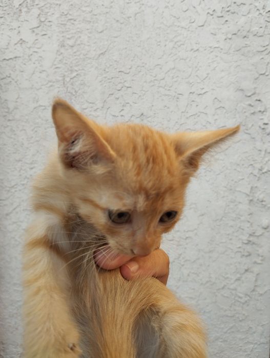 Mushaklar yaxshi qoʻllara beriladi bepul