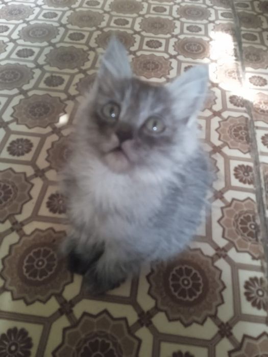 Отдаю котят в хорошие руки