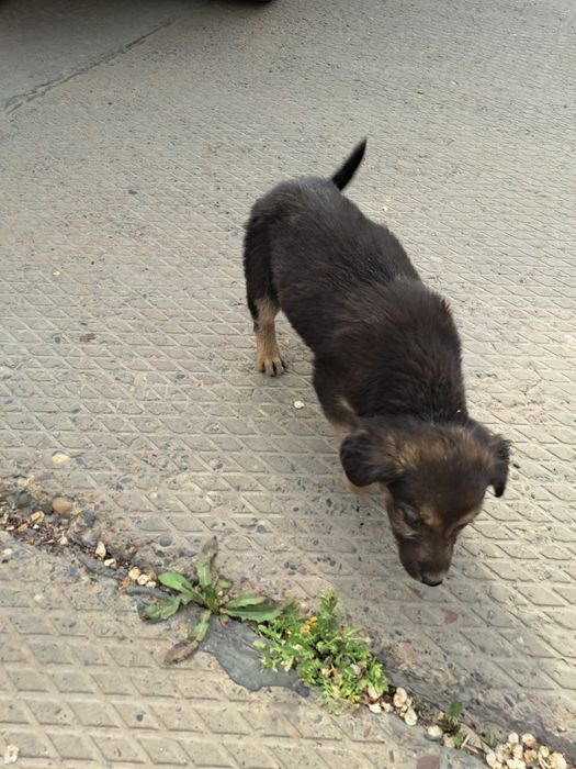 Отдам щенка в хорошие руки.              .