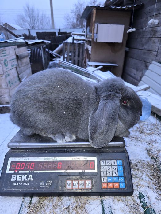 Французский баран кролики