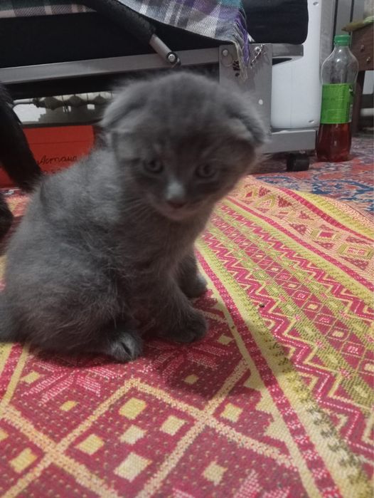 Котята британские